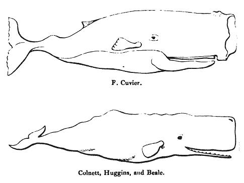 Whales of F. Cuvier and Colnett, Huggins, and Beale